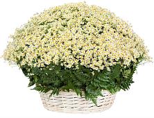 Цветочная композиция из Ромашки в корзине #REPLACE_PRED# Максатихе